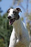 GREYHOUND 017